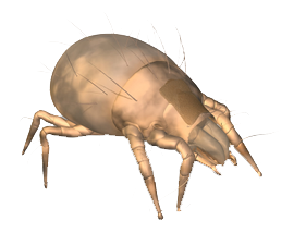 Dedetização de ácaro em São Paulo Dedetização de ácaro em São Paulo