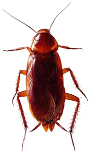 Dedetização de baratas em São Paulo Dedetização de baratas em São Paulo