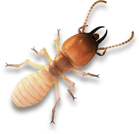 Dedetizadora de cupins em São Paulo Dedetizadora de cupins em São Paulo