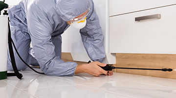 Dedetizadora de Insetos em São Paulo Dedetizadora de Insetos em São Paulo