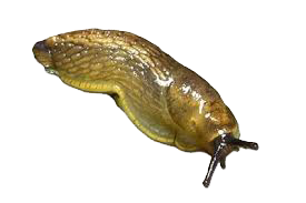 Dedetizadora de lesmas em São Paulo Dedetizadora de lesmas em São Paulo