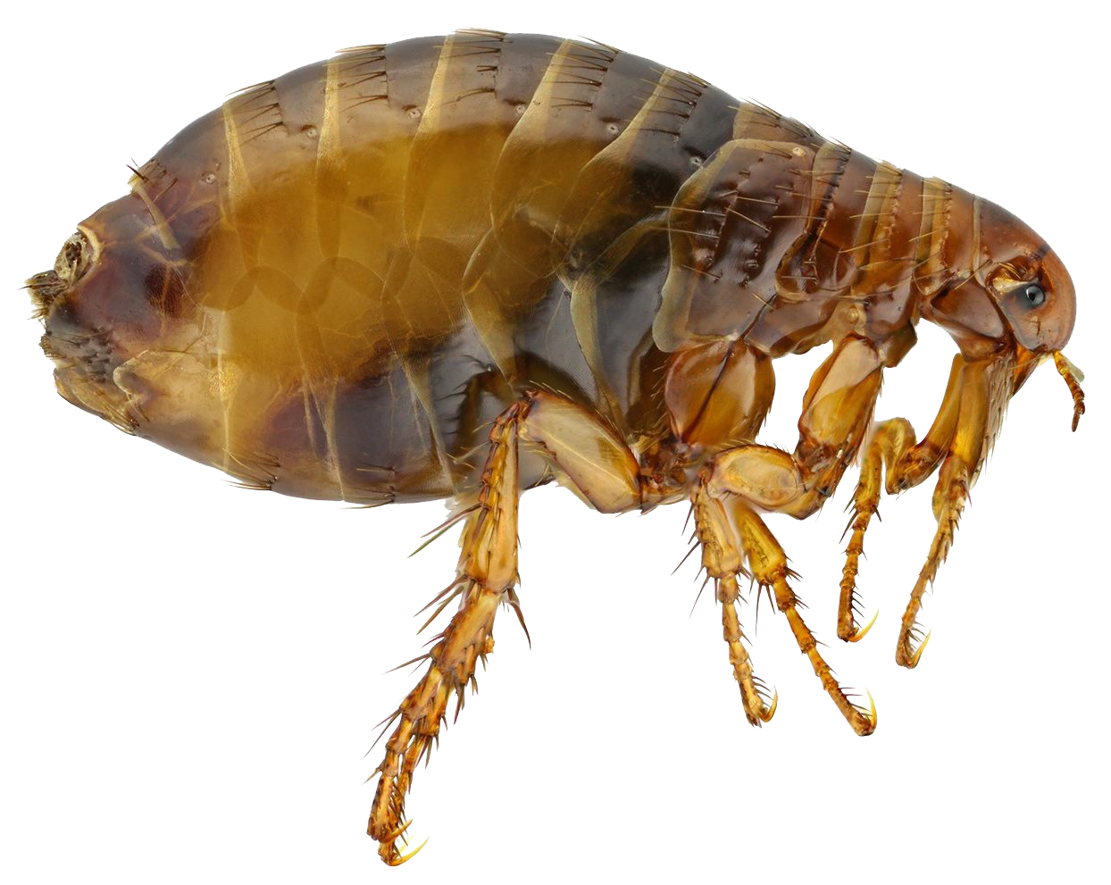 Dedetização de pulgas em São Paulo